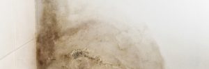 Damp wall - Cavity Wall Insulation: House of Commons debate - IMA